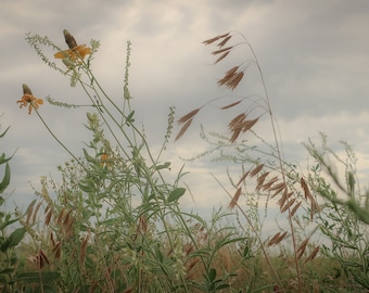 Stormachtige zomer prairie
