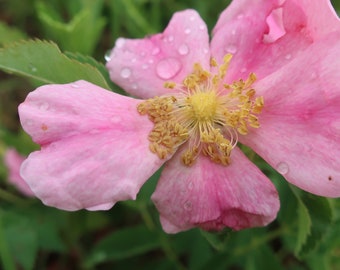 Prairie Wild Rose