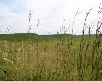 Tallgrasses
