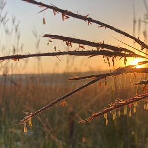 Bluestem sunrise