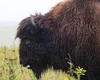 Bison im Regen