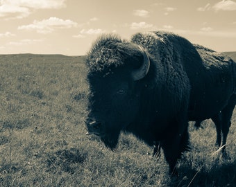 Bison Bulle auf Herbst Prairie