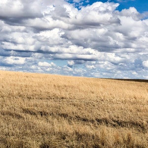 Autumn Tallgrass