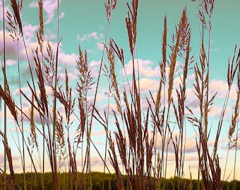Prairie Grass Sonnenuntergang