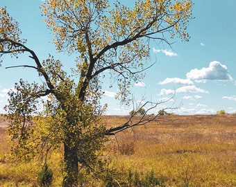 Cottonwood Herbst