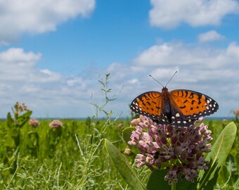 Regal Fritillary auf der Prairie