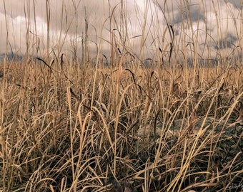 Pradera de invierno