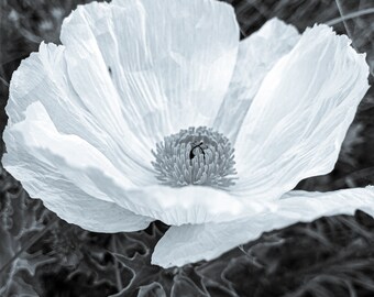 Weißer Mohn auf der Prairie