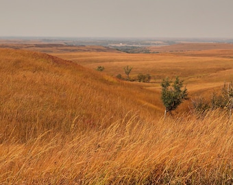 Pradera de Tallgrass de otoño