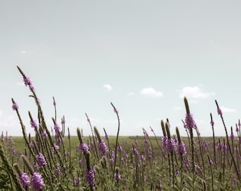 Verbena Vista