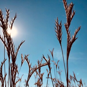Big bluestem - the king of the tallgrasses