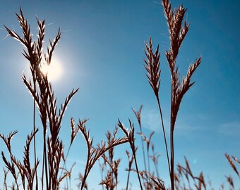 Gran bluestem - el rey de las hierbas altas