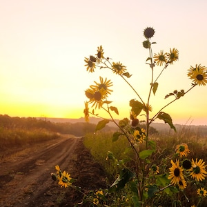Sunflower Sunrise
