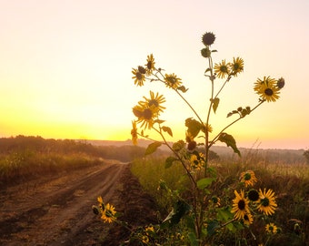 Sonnenblume Sonnenaufgang