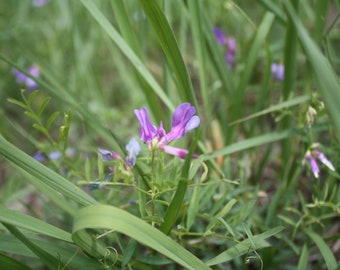 American Vetch