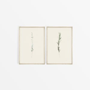 May include: Two framed botanical prints, one with a sprig of eucalyptus and the other with a sprig of rosemary, both on a white background.