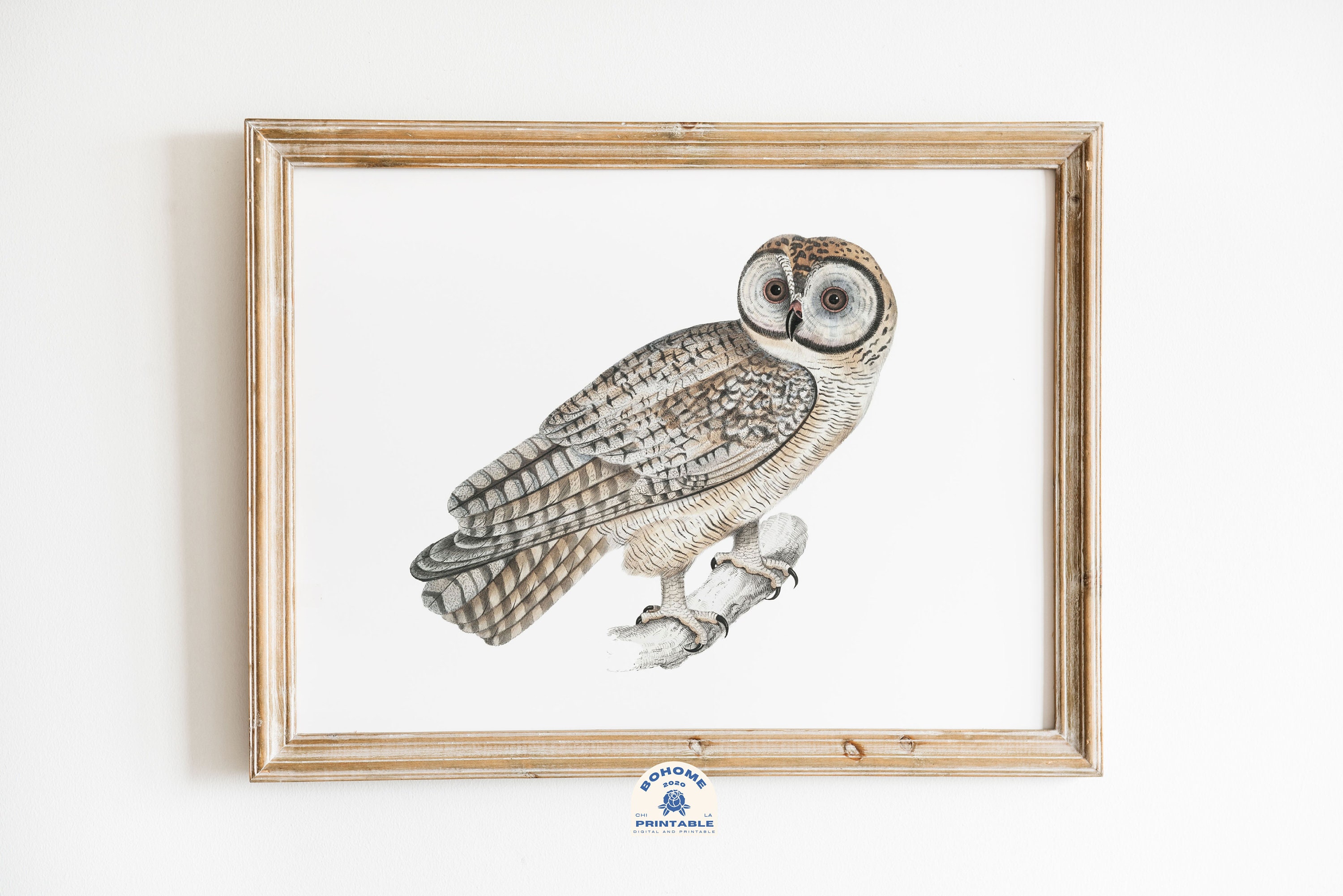 Owl Painting, Owl Print, Owl Gift, Owl Decor, Bird Drawing, Bird Painting, Modern Farmhouse Wall Art