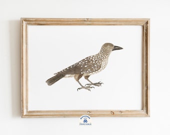 Bird Printable Art, Animal Illustration, Bird Illustration, Watercolor Animal Art, Digital Download, Printable Vintage Art, Neutral Tones