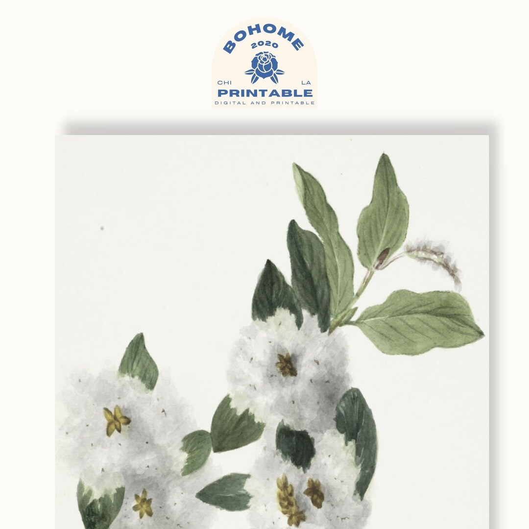 Cotton Flower Art Print, Cotton Flower Painting, Oil Painting, Neutral Nursery Wall Decor, Wall