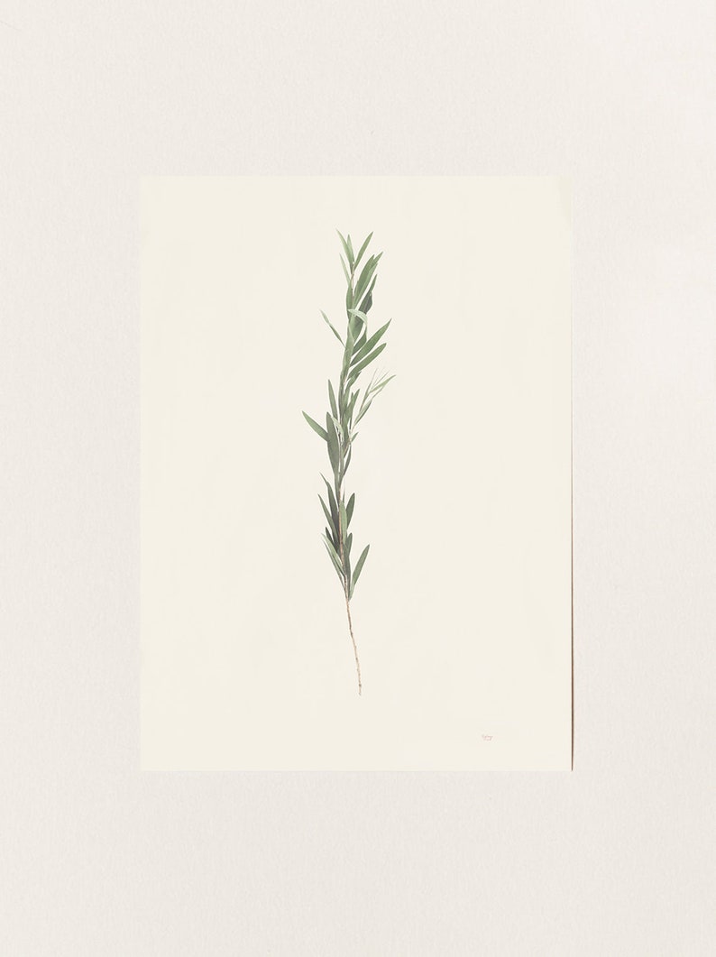 May include: A single sprig of green foliage with long, narrow leaves against a white background.