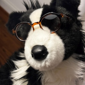 occhiali da cane essa