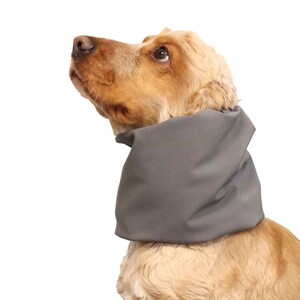 May include: A brown and white dog wearing a gray neck wrap. The dog is looking up and has its mouth slightly open.