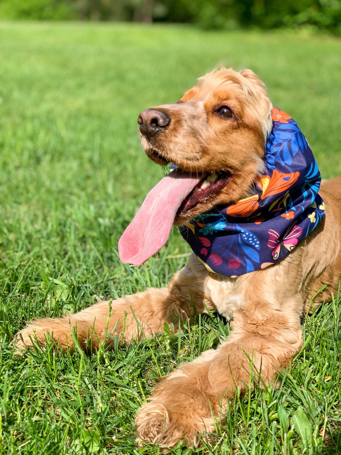 Baumwolle Snood für Hund Sommer Hund Snood Cocker Spaniel Etsy