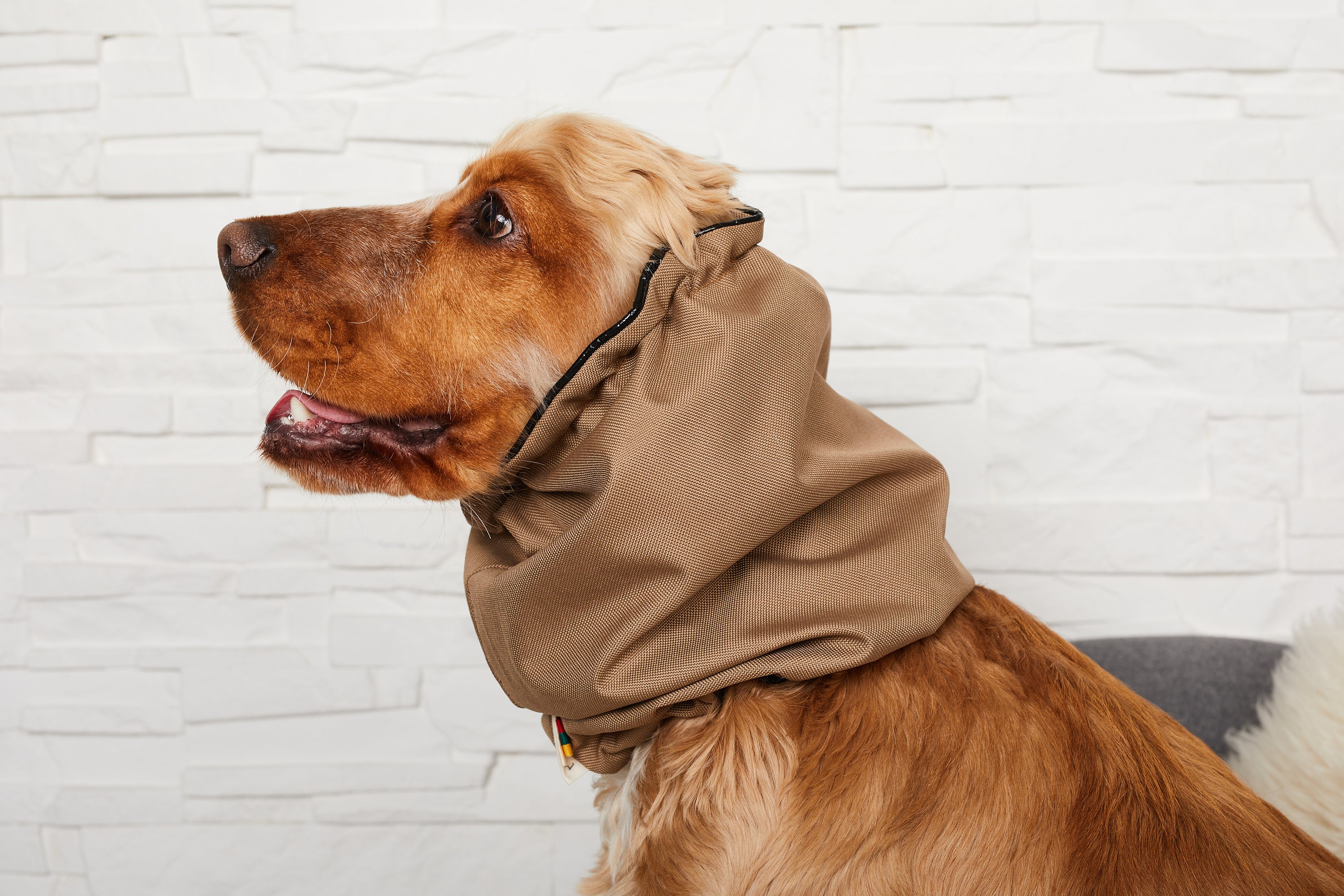 Beige Waterproof Dog Snood Dog Ear Cover Minimalistic Dog Etsy