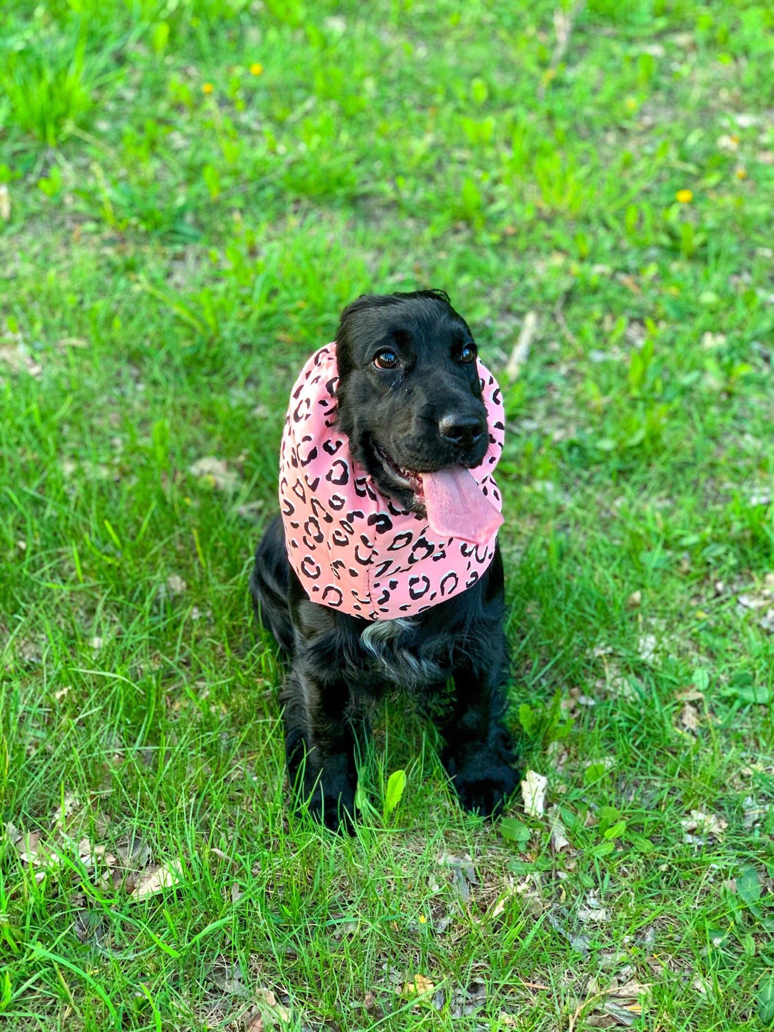 Baumwolle Snood für Hund Sommer Hund Snood Cocker Spaniel Etsy