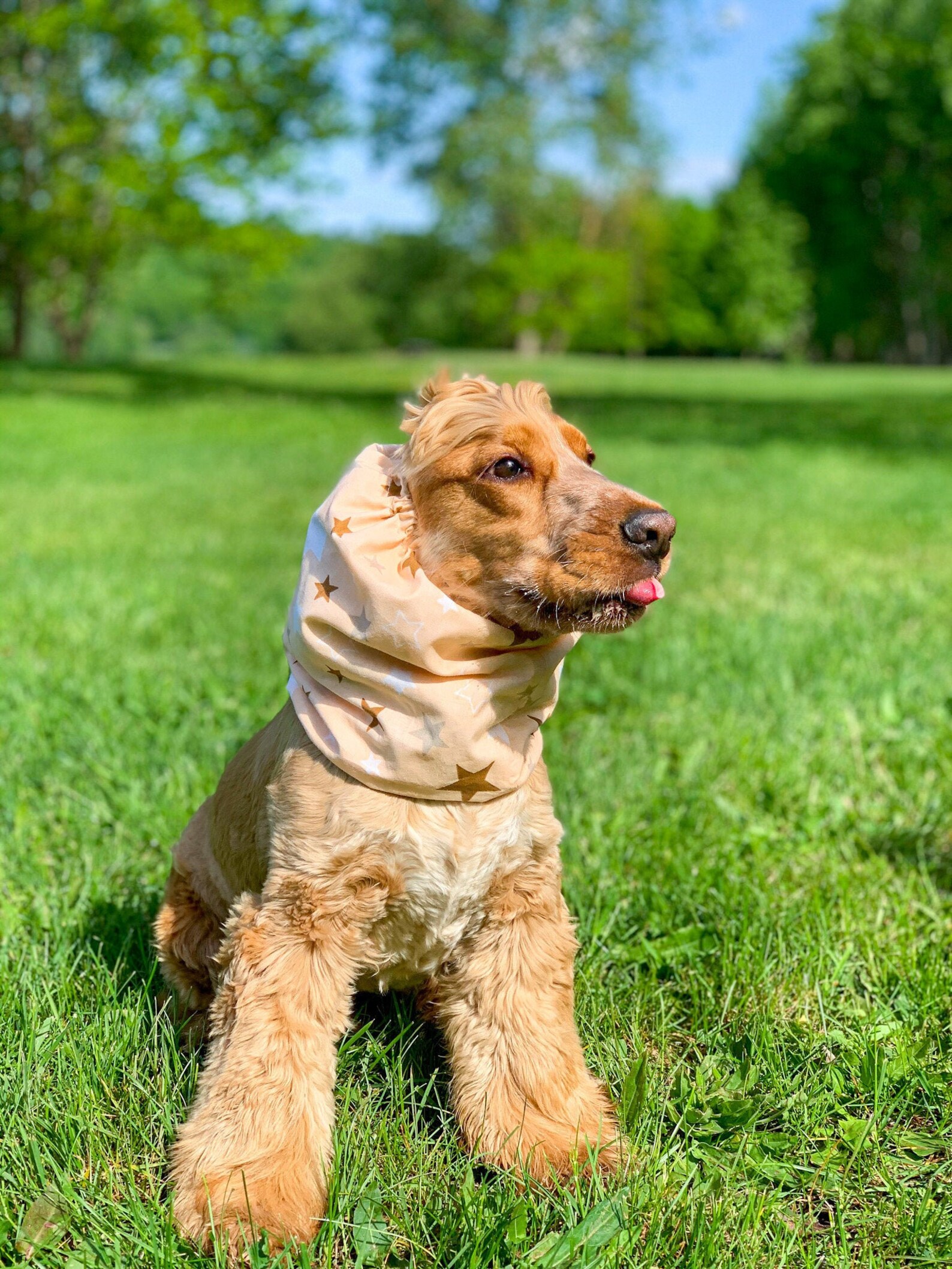 Cotton Dog Snood Cocker Spaniel Ear Protector Basset Etsy