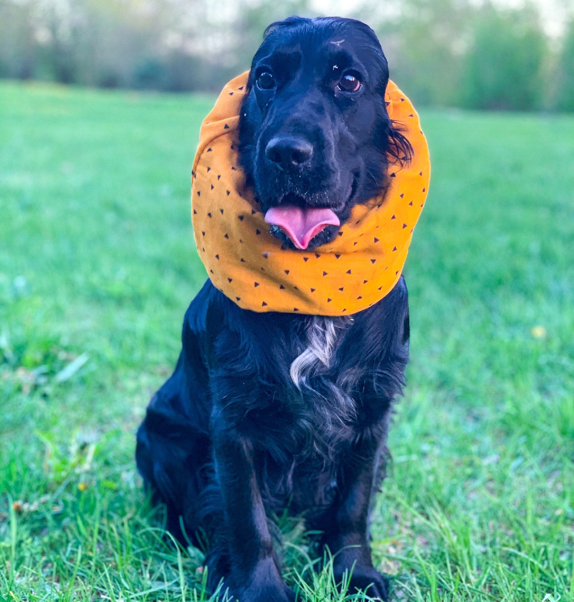 Baumwolle Snood für Hund Sommer Hund Snood Cocker Spaniel Etsy