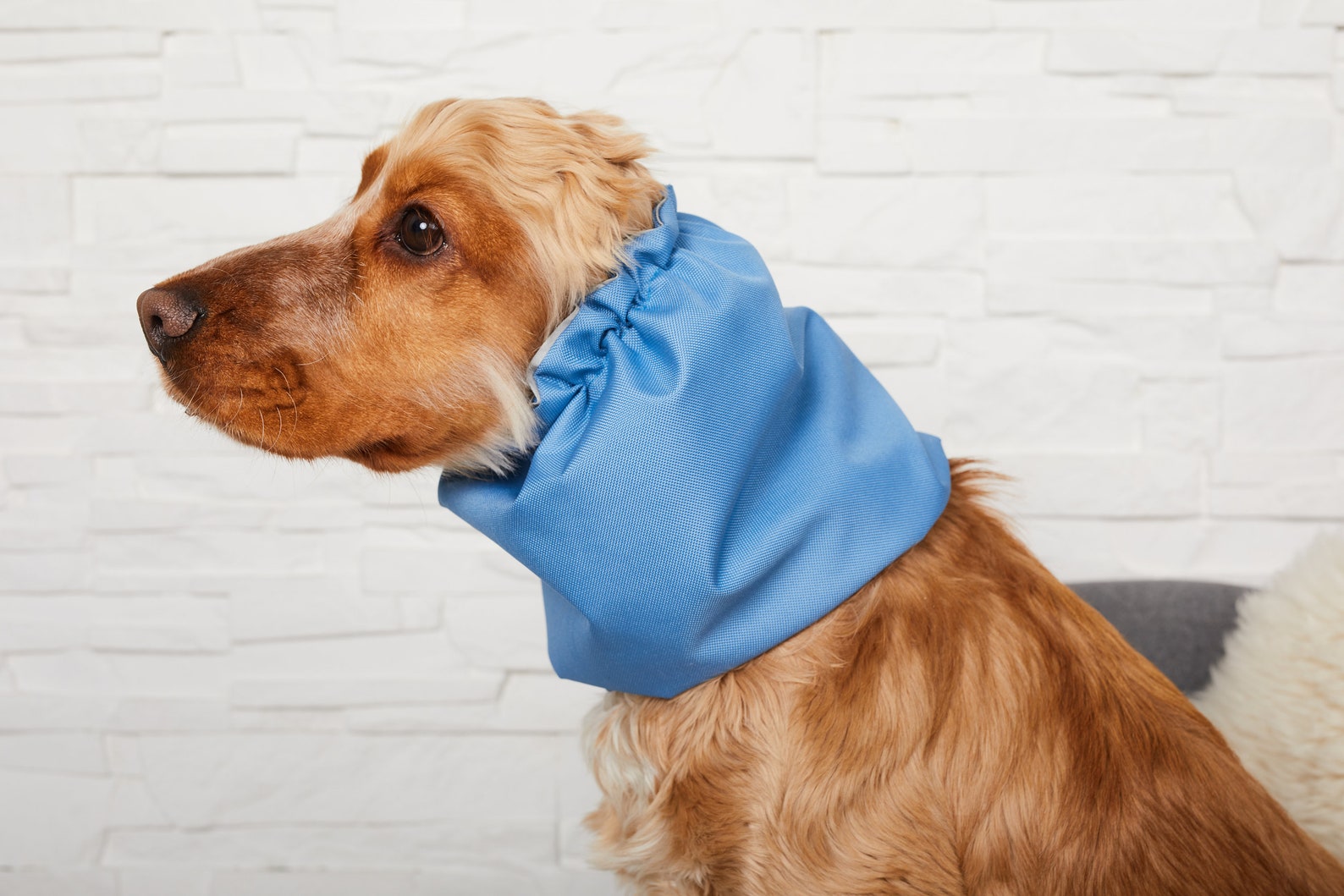 Waterproof dog snood lasopaaustralian