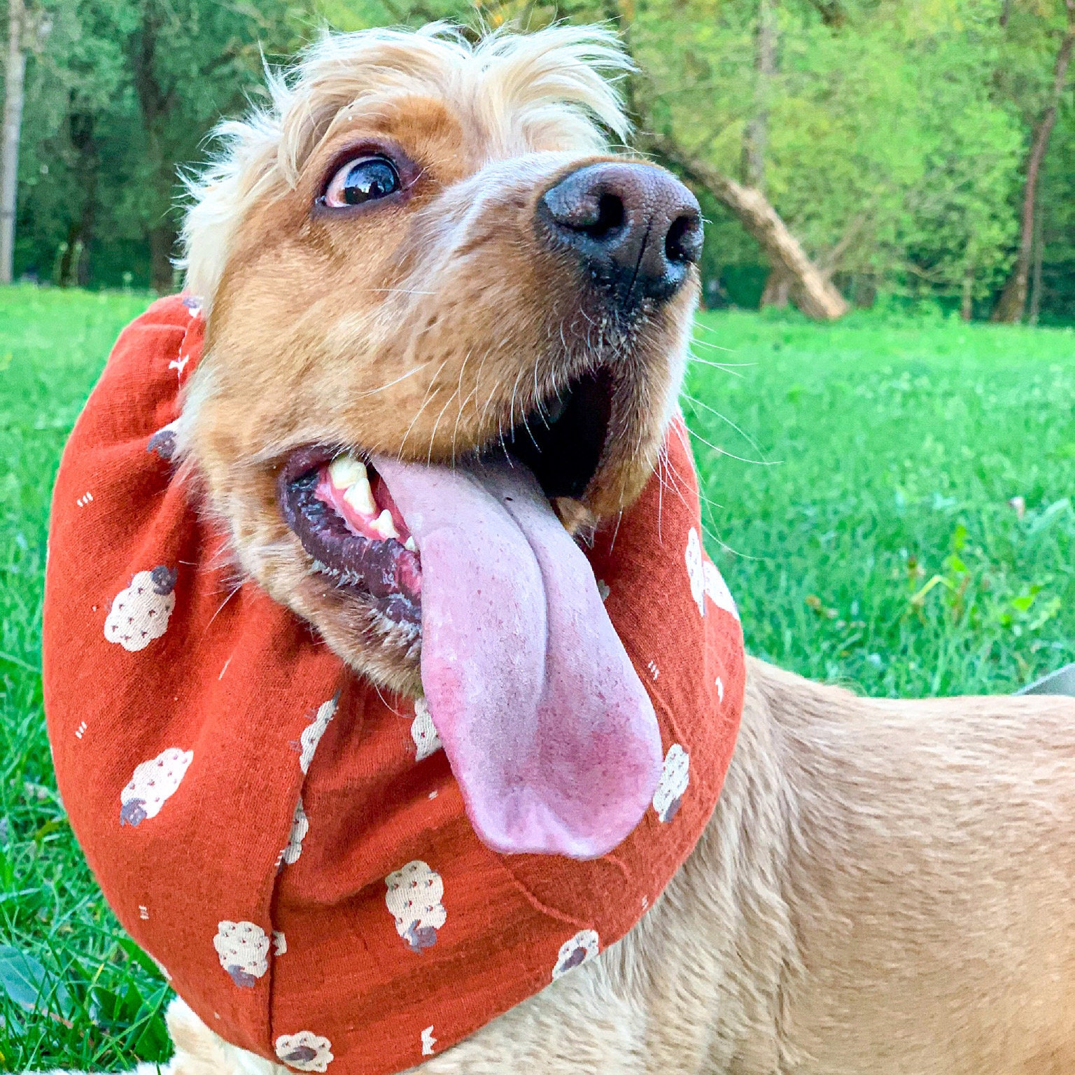 Baumwolle Snood für Hund Sommer Hund Snood Cocker Spaniel Etsy