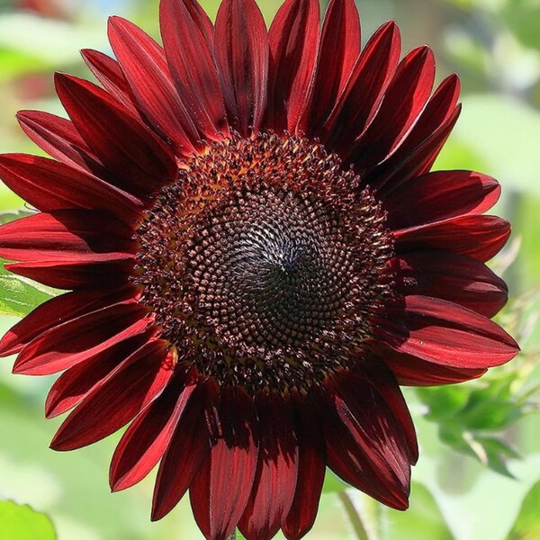 Chocolate Cherry Sunflower Seeds Etsy