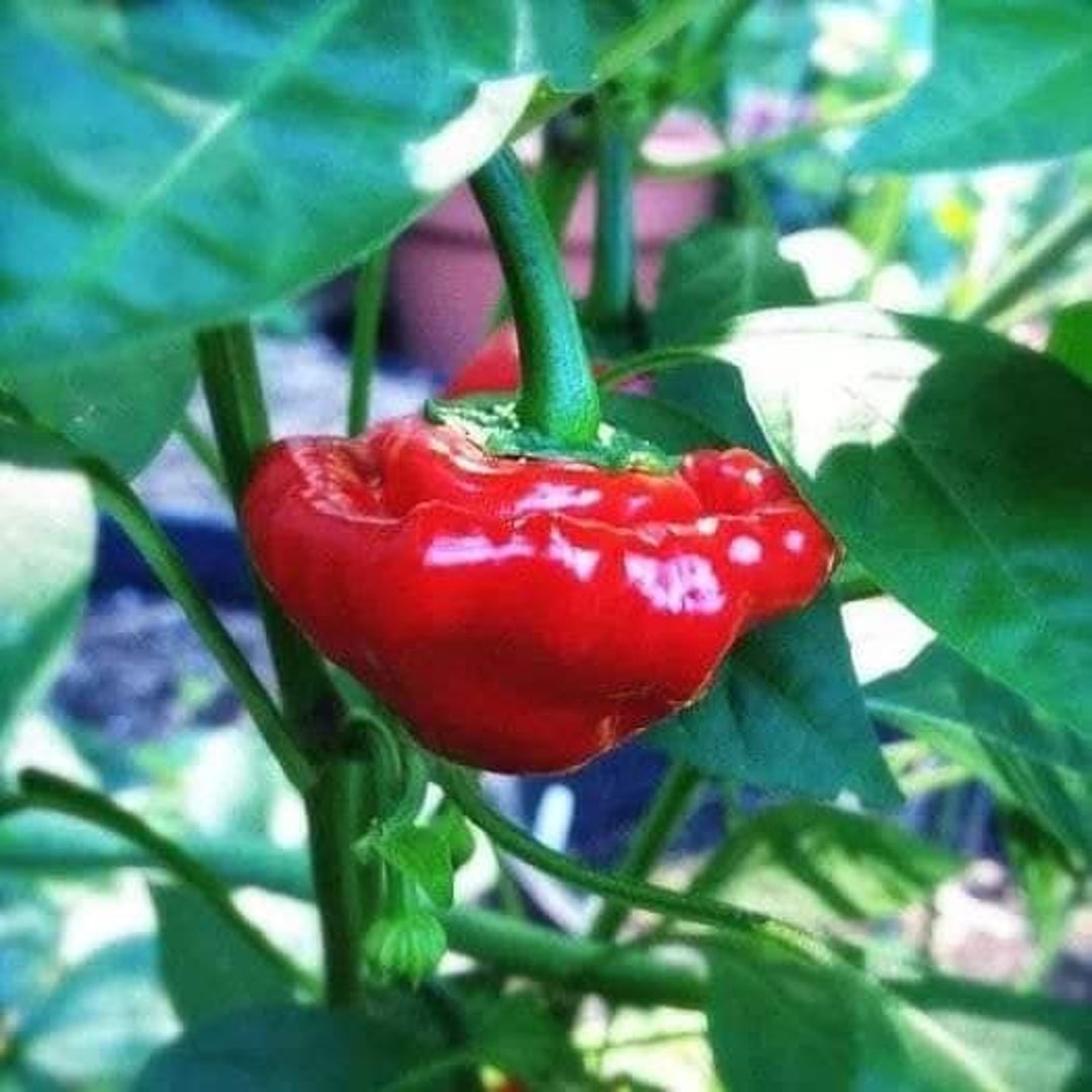 20 Scotch JAMAICA HOT RED Pepper Seeds 100,000 Scoville Units