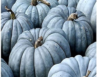 Jarrahdale Blue Pumpkin Seeds, Pumpkin Seeds for Gardening  Organic and NonGMO seeds Heirloom seeds Rare seeds Seeds for Garden Seed Packets