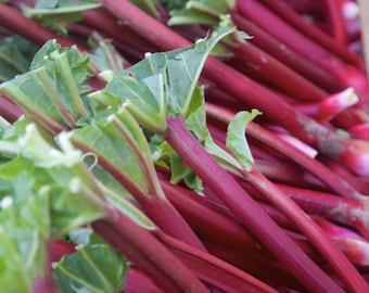 Victoria Rhubarb Seeds! Heirloom, Organic, and NONGMO seeds for vegetable gardens, container gardens, seed packets, gardening seeds