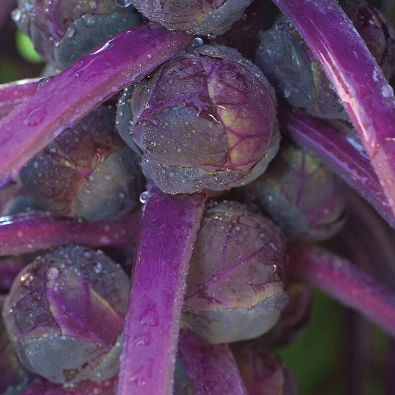 25 Rare Purple Brussels Sprouts Seeds Organic Brussels Etsy