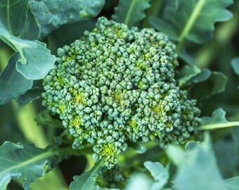 Calabrese Broccoli Seeds, Sprouting Broccoli, 100+ fresh seeds, Non-GMO, ORGANIC, Heirloom, frost hardy, cool weather crop