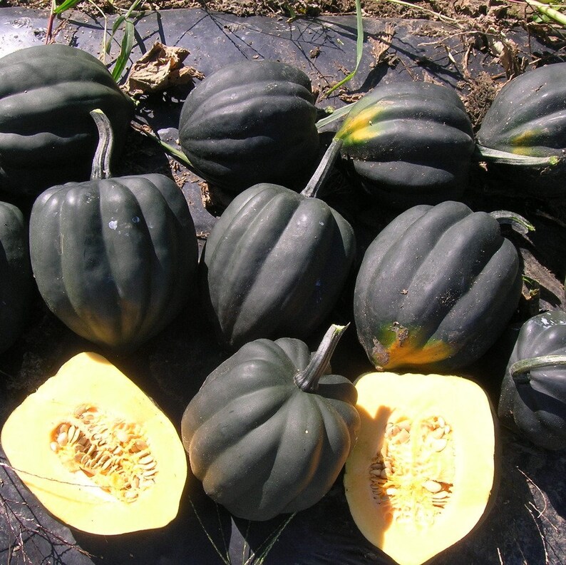 25 Exotic Tip Top: Acorn Squash Beautiful dark green | Etsy