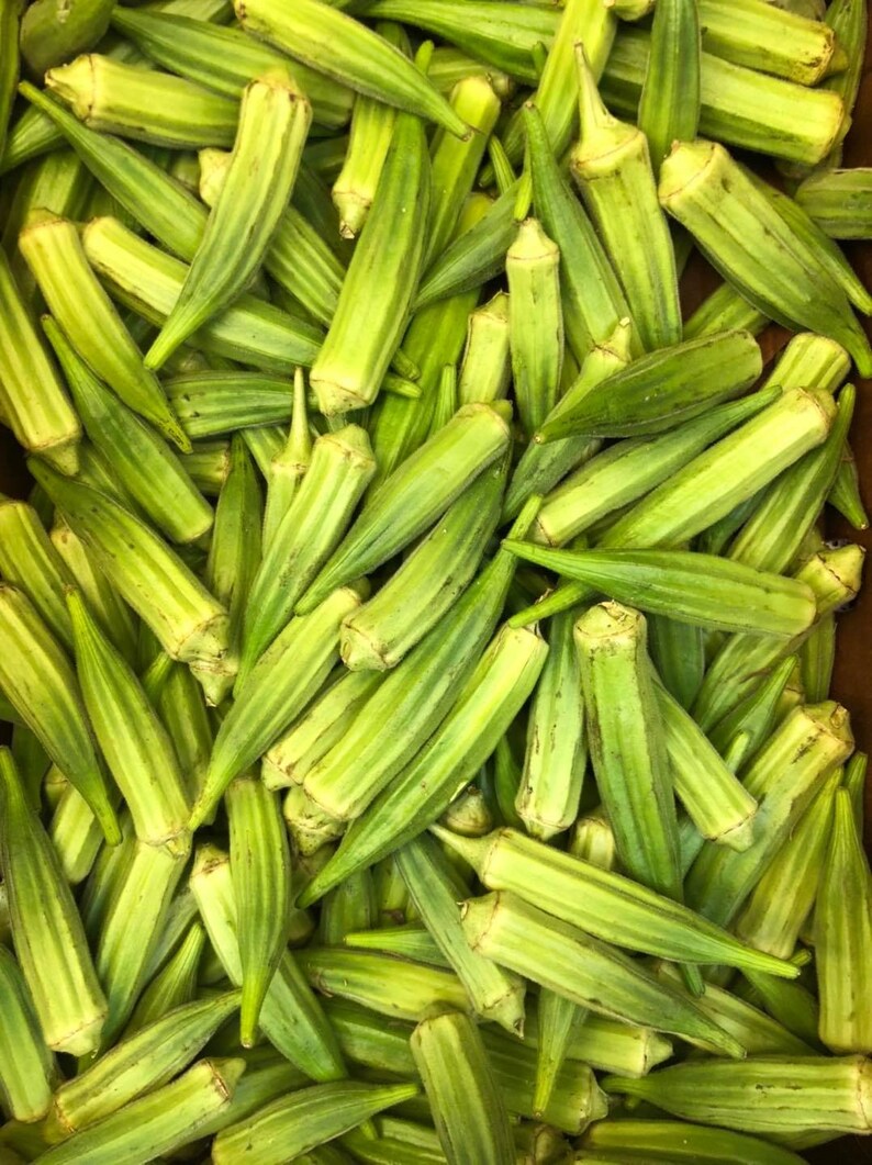 Emerald Green Okra Seeds spineless Okra Etsy