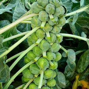 May include: A vertical stalk of Brussels sprouts featuring numerous small, round, green leafy buds attached to a central stem. The plant includes long, thin, light green stalks extending outward, surrounded by large, broad, dark green leaves.