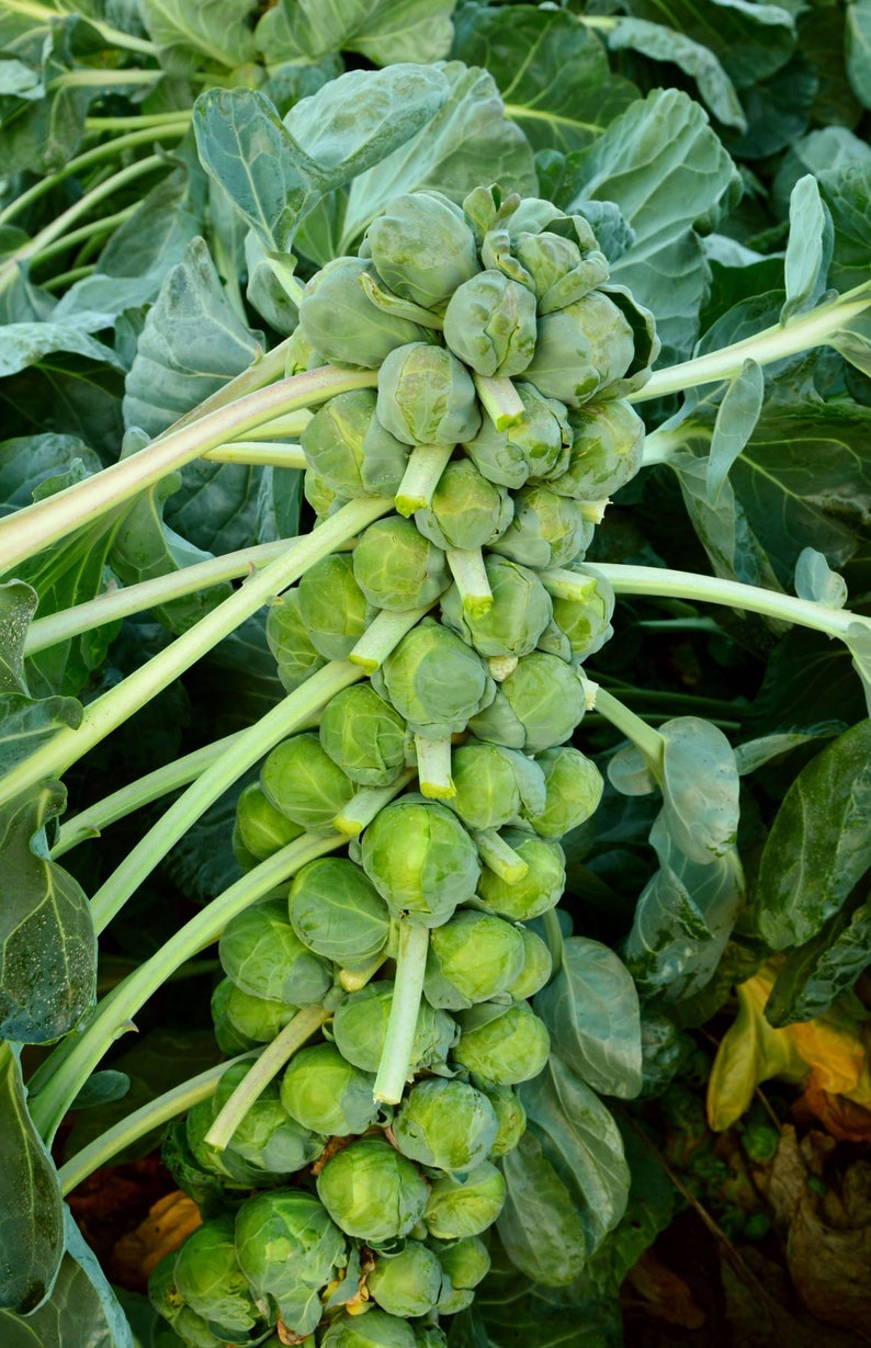 May include: A vertical stalk of Brussels sprouts featuring numerous small, round, green leafy buds attached to a central stem. The plant includes long, thin, light green stalks extending outward, surrounded by large, broad, dark green leaves.