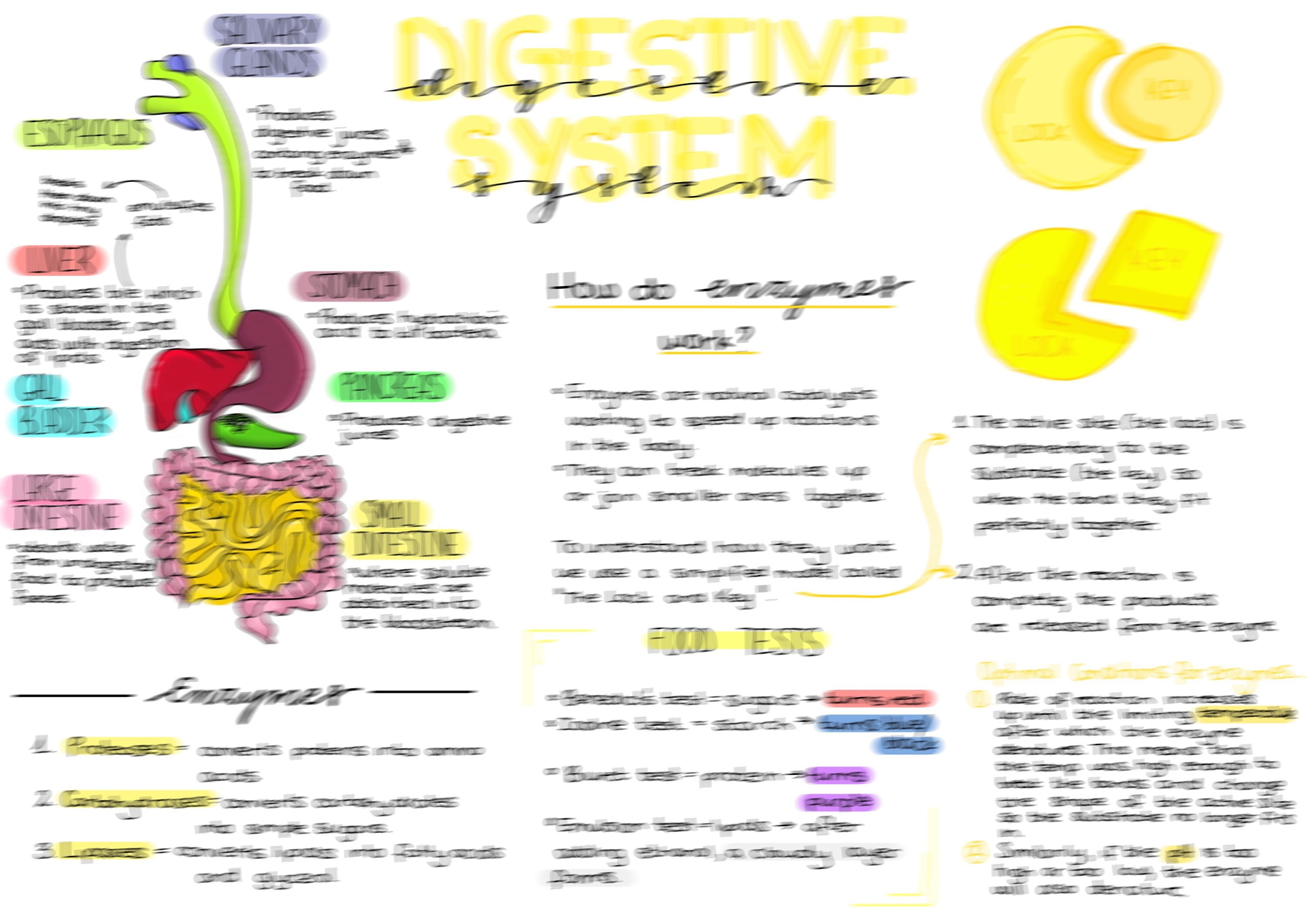 GCSE Biology Revision Notes | Topic 2 - Organisation - Etsy UK