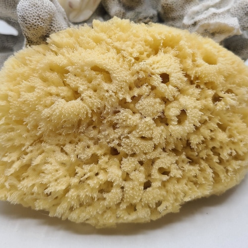 Sea Silk Sponge Facial Sponge Natural Sea Silk Sponge Etsy