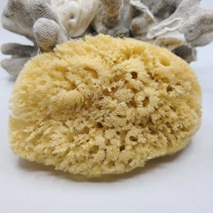 LARGE Sea Sponge 1pc 79, Display Sponge, Sustainably Harvested, Free Usa  Ship, Decorative Bath Sponge Gift, Florida Sponge Co 