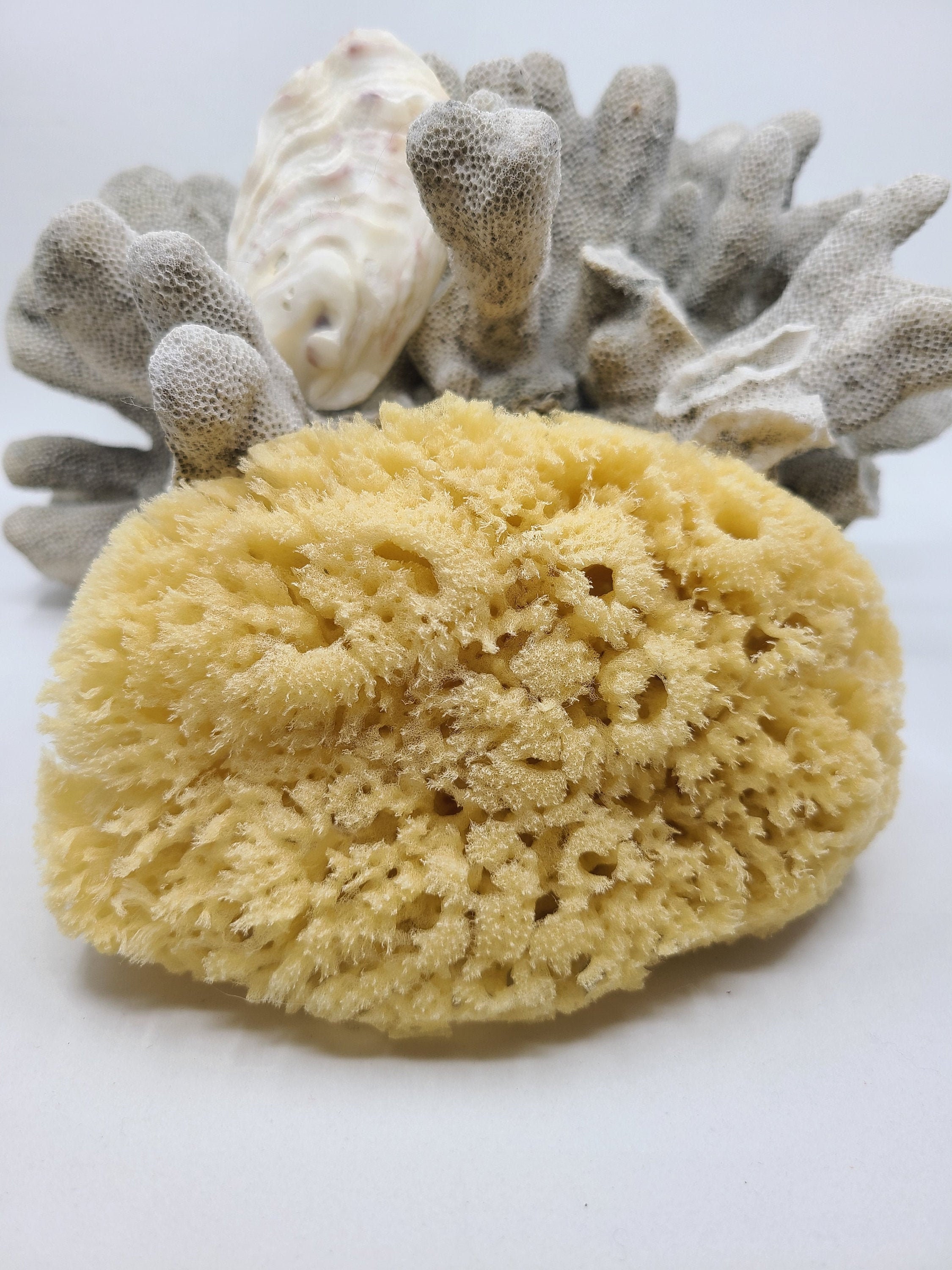 Natural Sea Wool Sponge - Gilded Olive Apothecary
