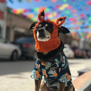 Puede incluir: Un peque&ntilde;o perro negro y marr&oacute;n con un gorro de zorro naranja brillante y una camisa floral azul y blanca. El perro est&aacute; sentado en una superficie de concreto con un fondo colorido de banderas.