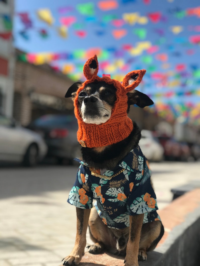 Puede incluir: Un peque&ntilde;o perro negro y marr&oacute;n con un gorro de zorro naranja brillante y una camisa floral azul y blanca. El perro est&aacute; sentado en una superficie de concreto con un fondo colorido de banderas.