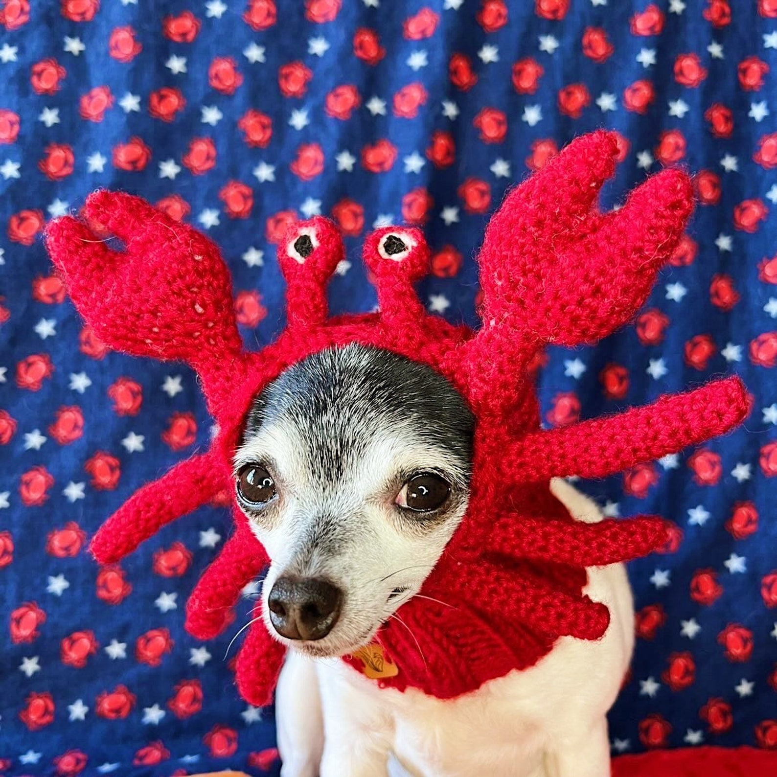 Crab Dog Hat Crab Dog Snood Crab Dog Costume Pet Ear - Etsy